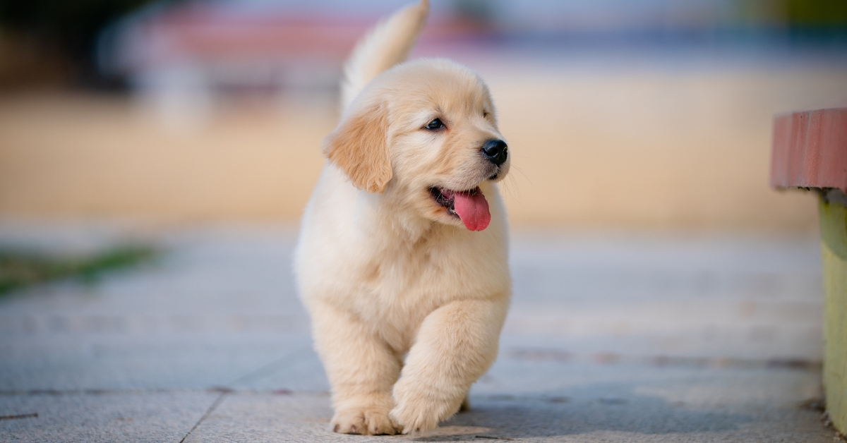 BBB Wraps Up “12 Scams of Christmas” -Puppy Scams and Mort | Radio ...